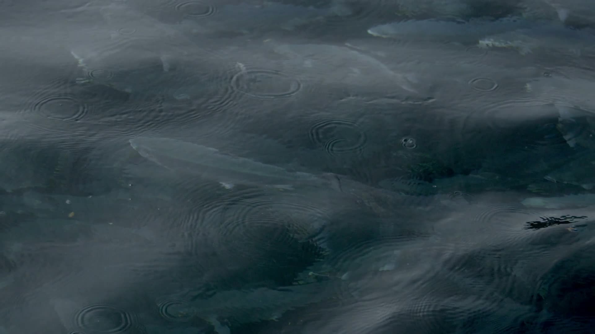 Salmon swimming in clear spring water