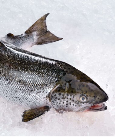 A whole fresh Atlantic salmon on ice
